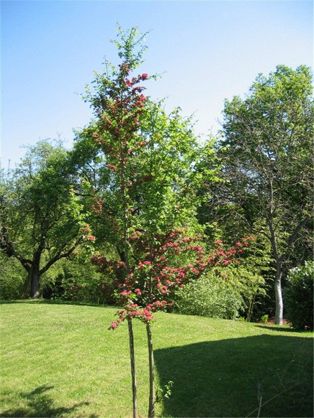 Crataegus laevigata 